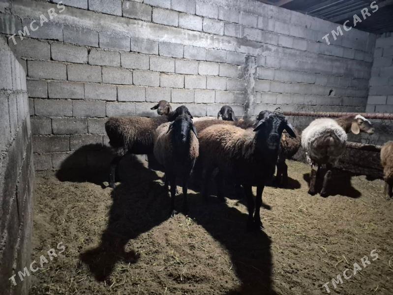 GISAR GOYYN - Büzmeýin - img 2