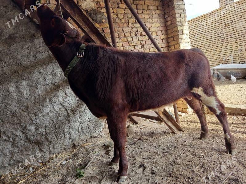 симентал окиз - Türkmenabat - img 2