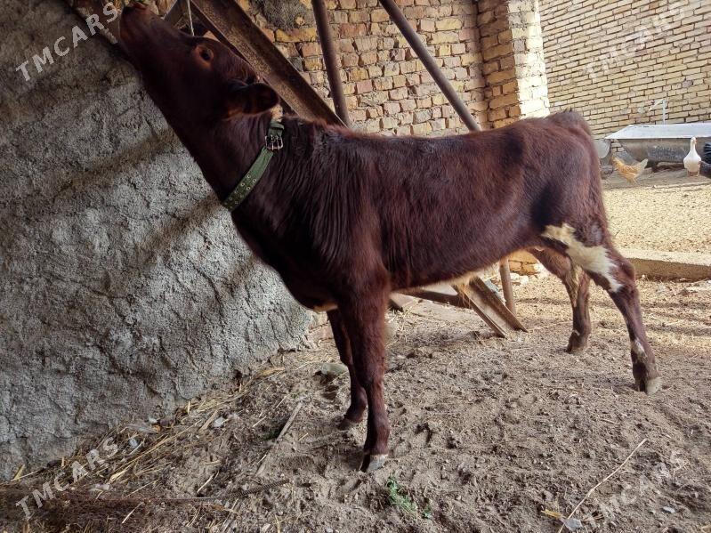 симентал окиз - Türkmenabat - img 1