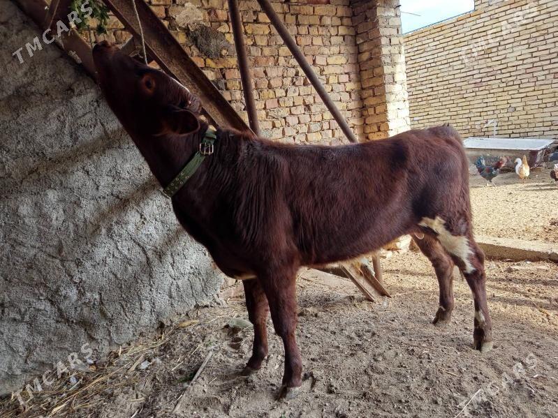 симентал окиз - Türkmenabat - img 3