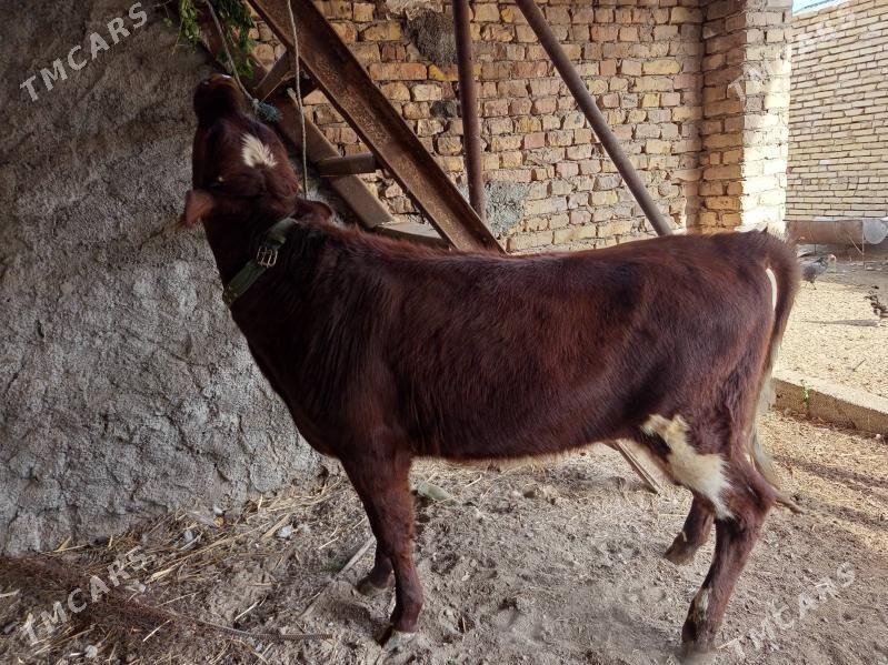 симентал окиз - Türkmenabat - img 4