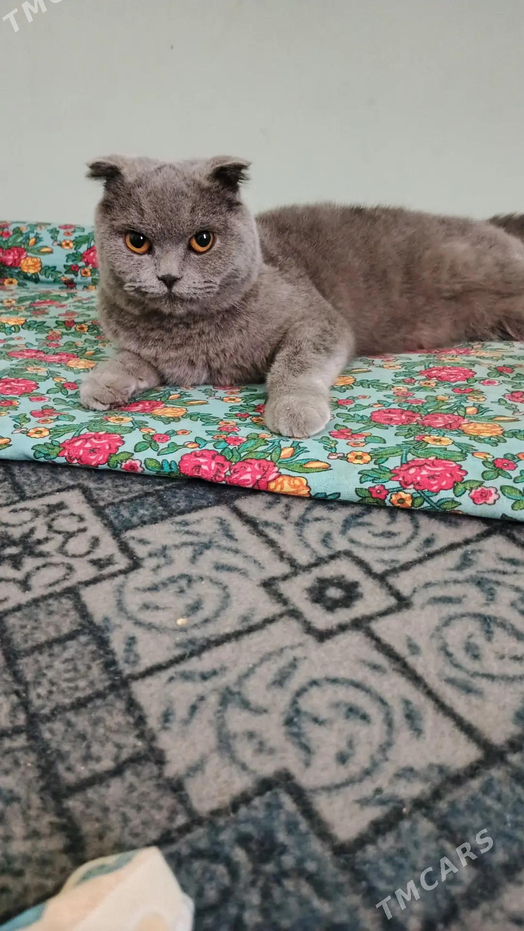 шотландская вислоухие - Türkmenabat - img 2