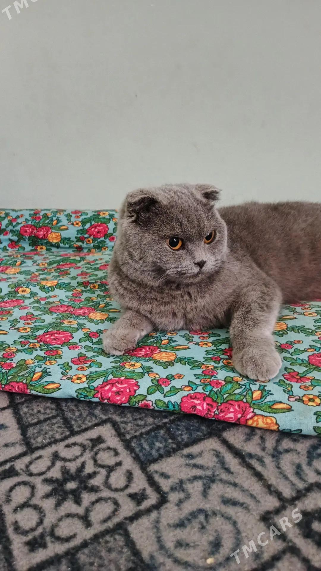 шотландская вислоухие - Türkmenabat - img 1