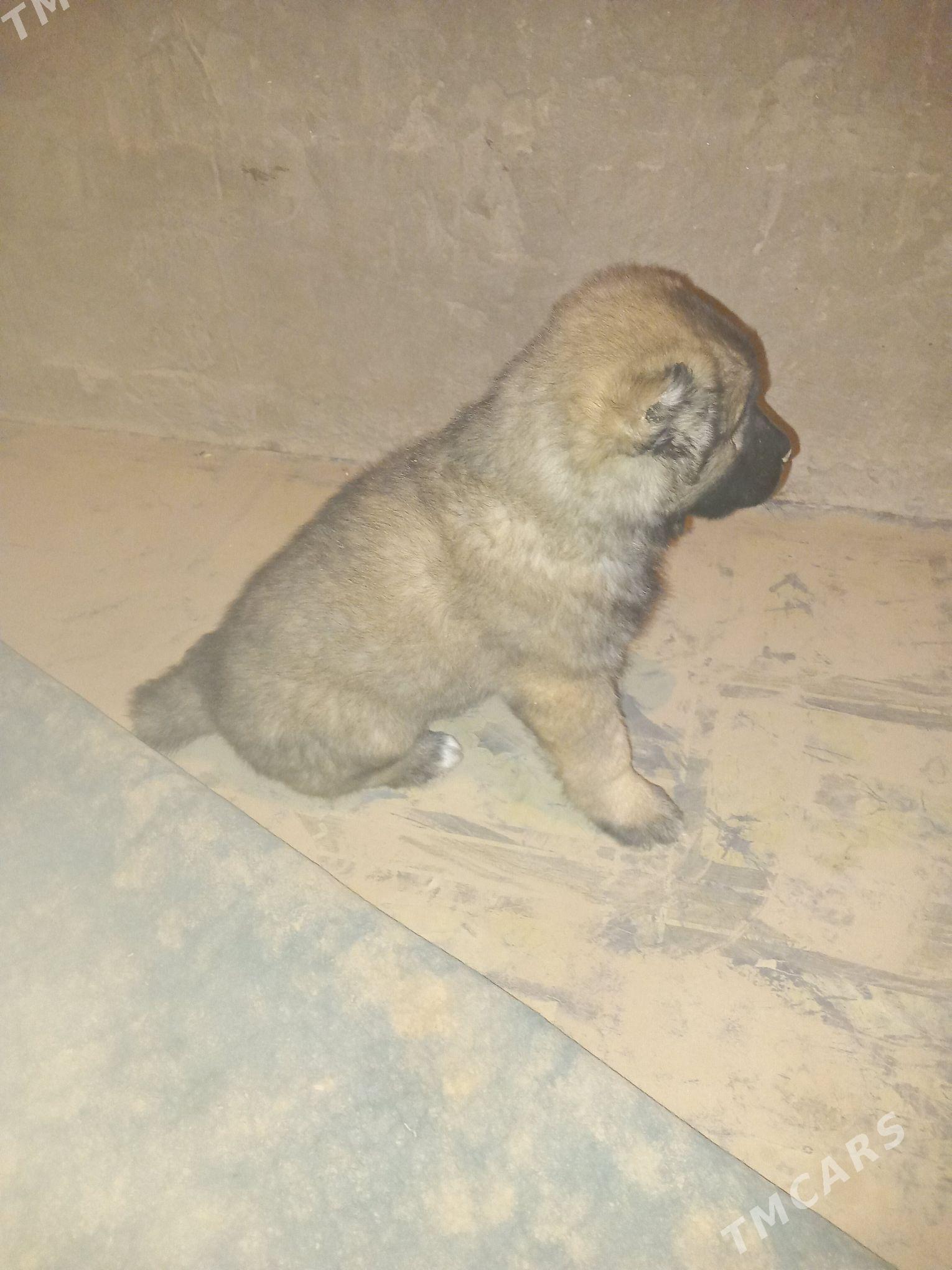 aźdar - Фарап - img 2