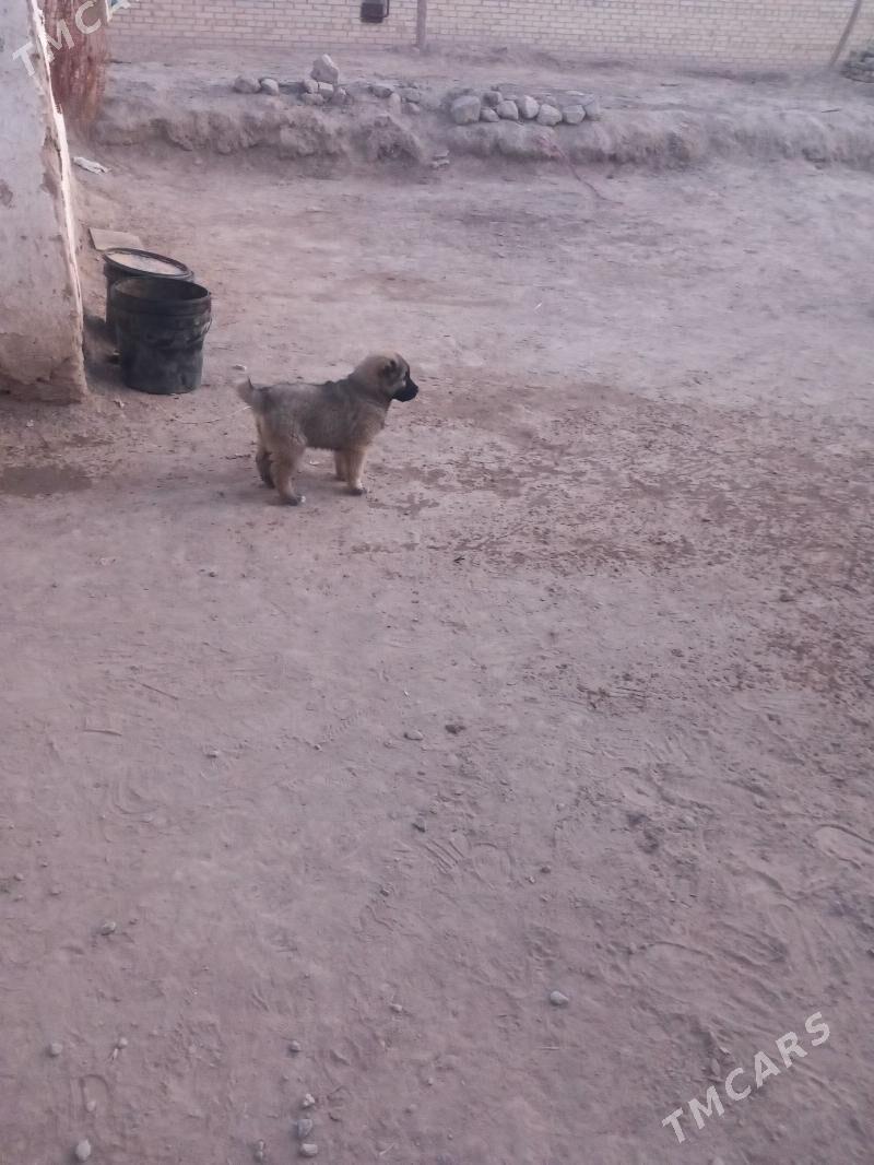 aźdar - Фарап - img 3