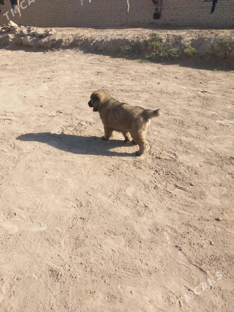 aźdar - Фарап - img 4