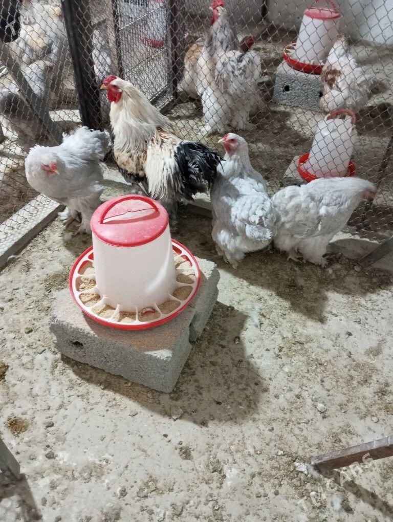 Brama ýumurtga - Aşgabat - img 6