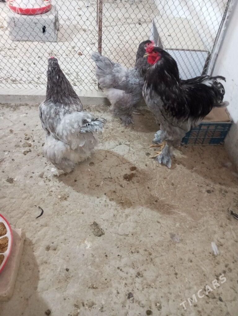 Brama ýumurtga - Aşgabat - img 8