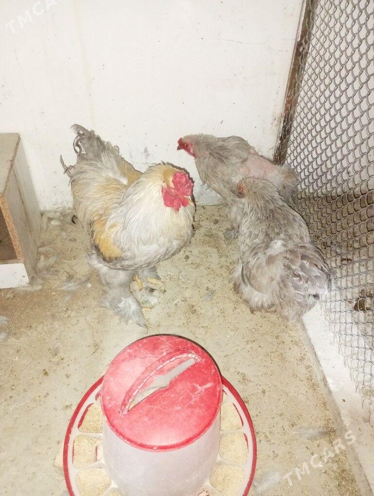 Brama ýumurtga - Aşgabat - img 7