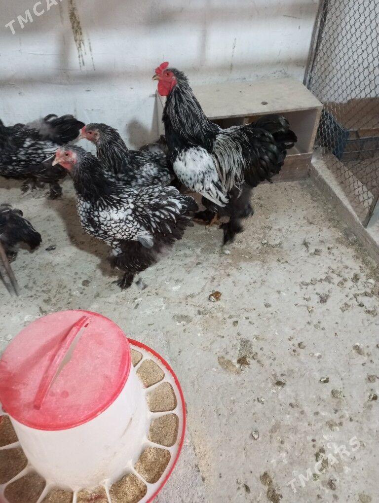 Brama ýumurtga - Aşgabat - img 5