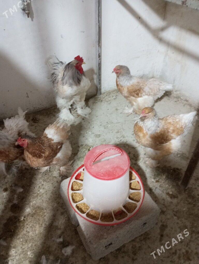 Brama ýumurtga - Aşgabat - img 1