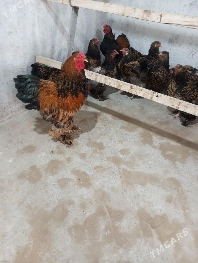 Brama ýumurtga - Aşgabat - img 3