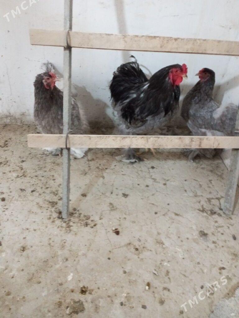 Brama ýumurtga - Aşgabat - img 4