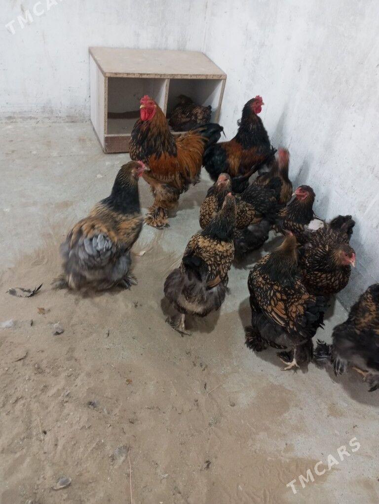 Brama ýumurtga - Aşgabat - img 2