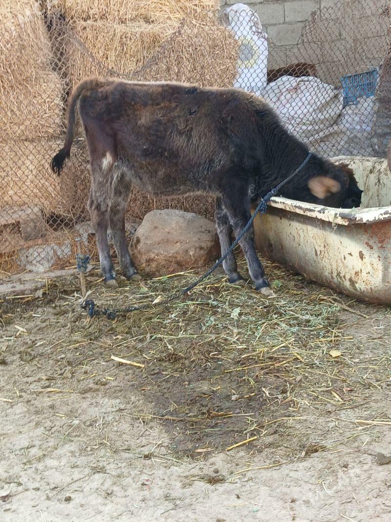 Tüwe - Gökdepe - img 1