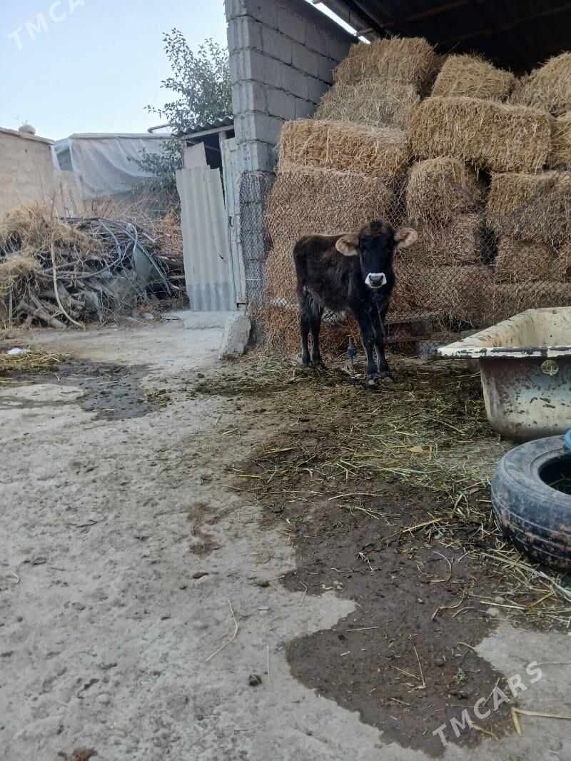 Tüwe - Gökdepe - img 2