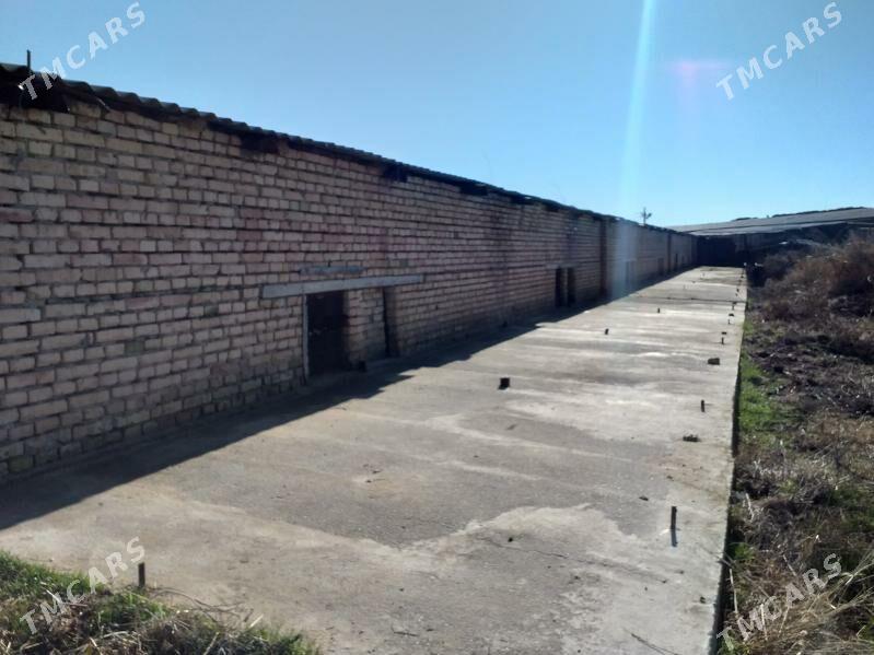 Ferma - Ak bugdaý etraby - img 1