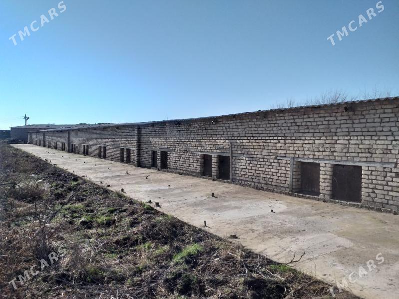 Ferma - Ak bugdaý etraby - img 2