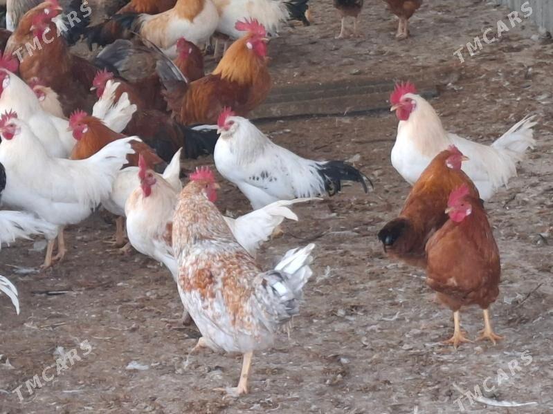 towuk horazy - Gökdepe - img 2