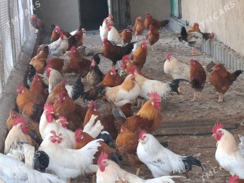 towuk horazy - Gökdepe - img 1