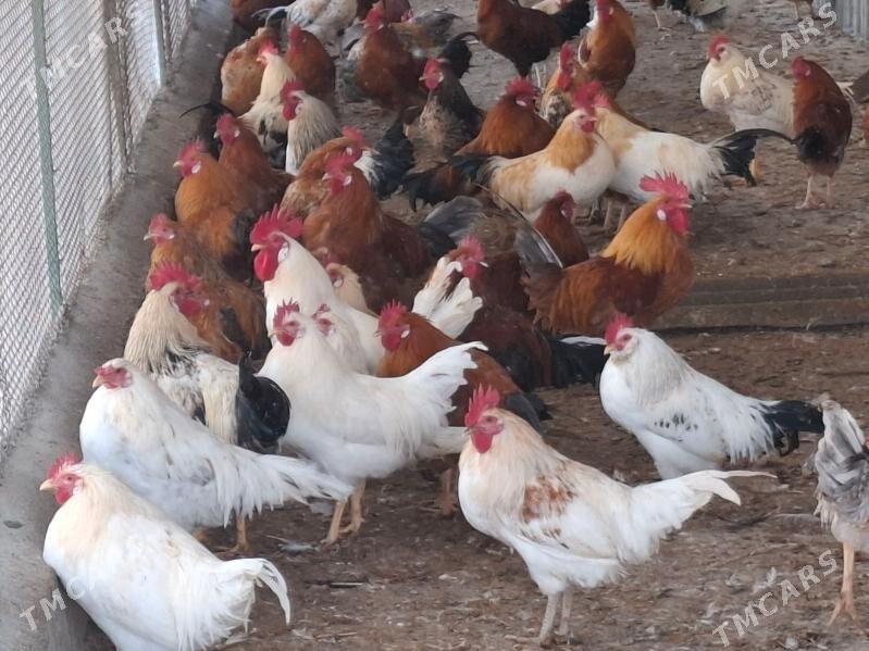 towuk horazy - Gökdepe - img 3