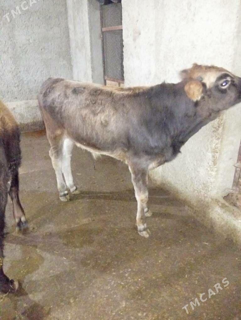 Öküzçe - Gyzylarbat - img 1