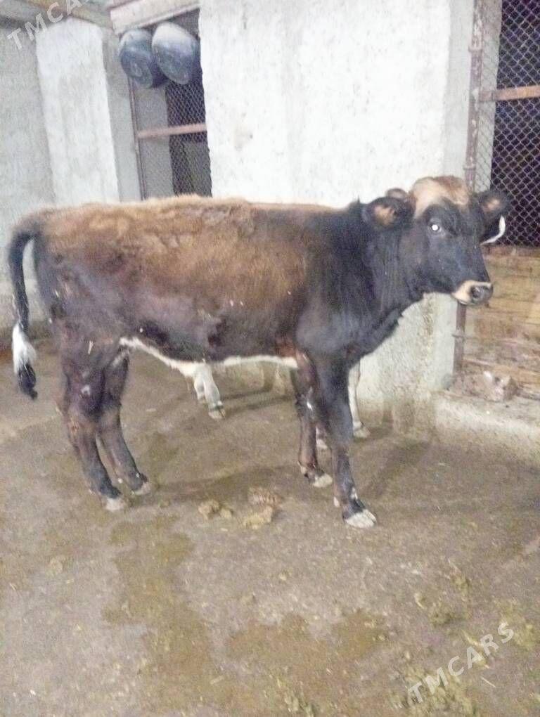 Öküzçe - Gyzylarbat - img 2