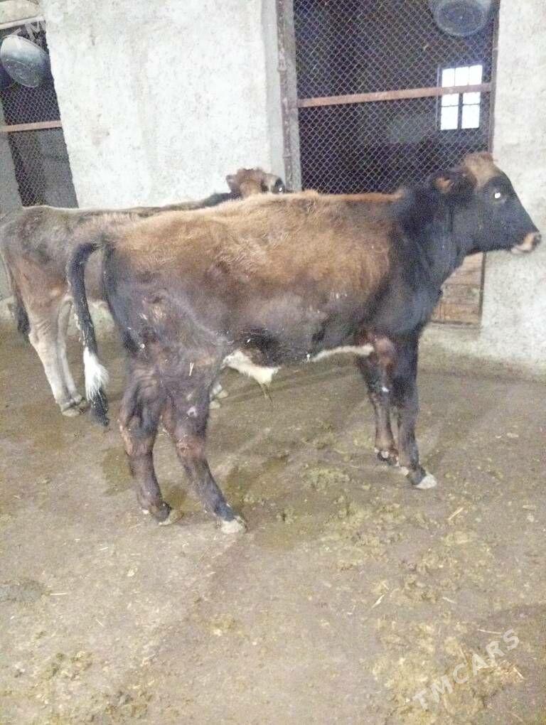 Öküzçe - Gyzylarbat - img 3