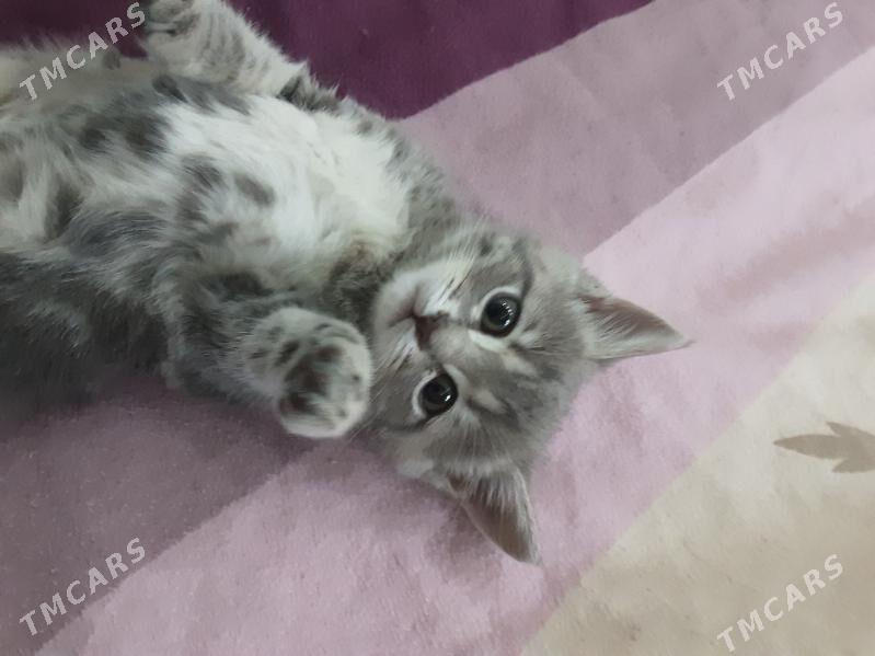 ШОТЛАН ПИЩИК - Aşgabat - img 3