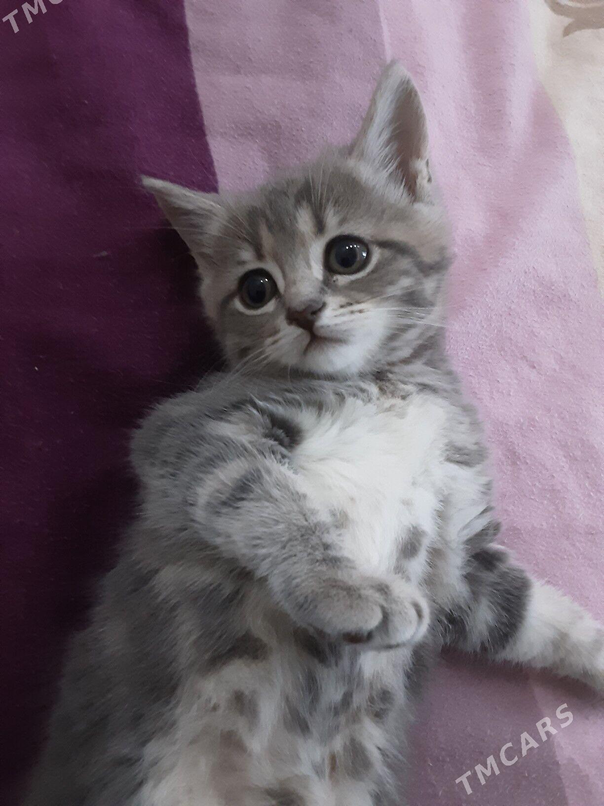 ШОТЛАН ПИЩИК - Aşgabat - img 4