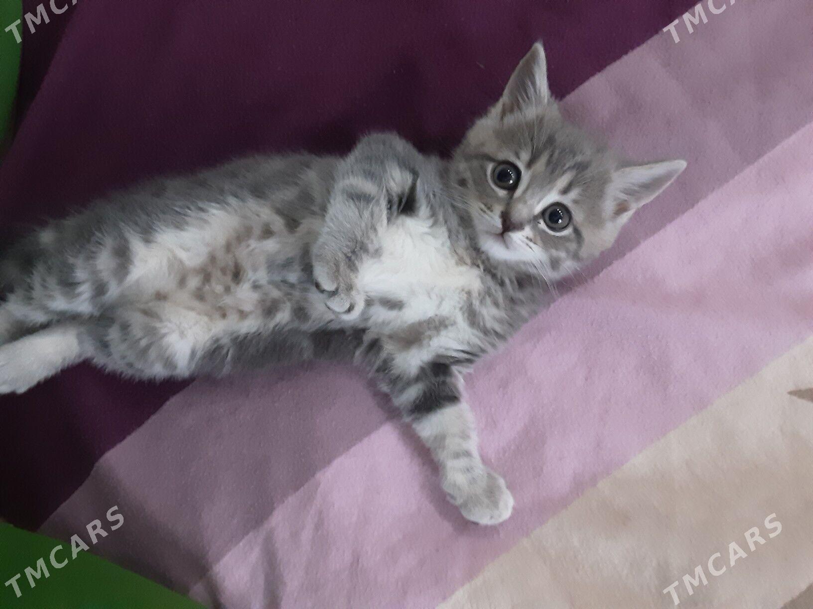 ШОТЛАН ПИЩИК - Aşgabat - img 2