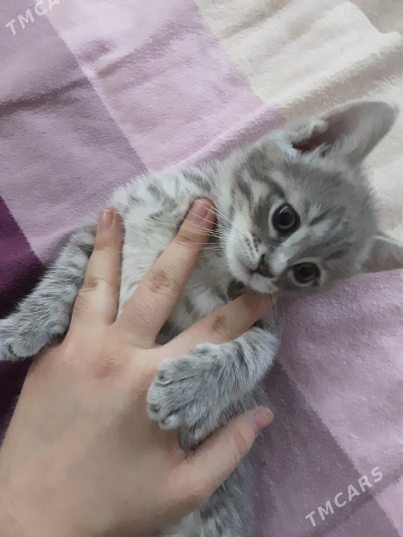 ШОТЛАН ПИЩИК - Aşgabat - img 1