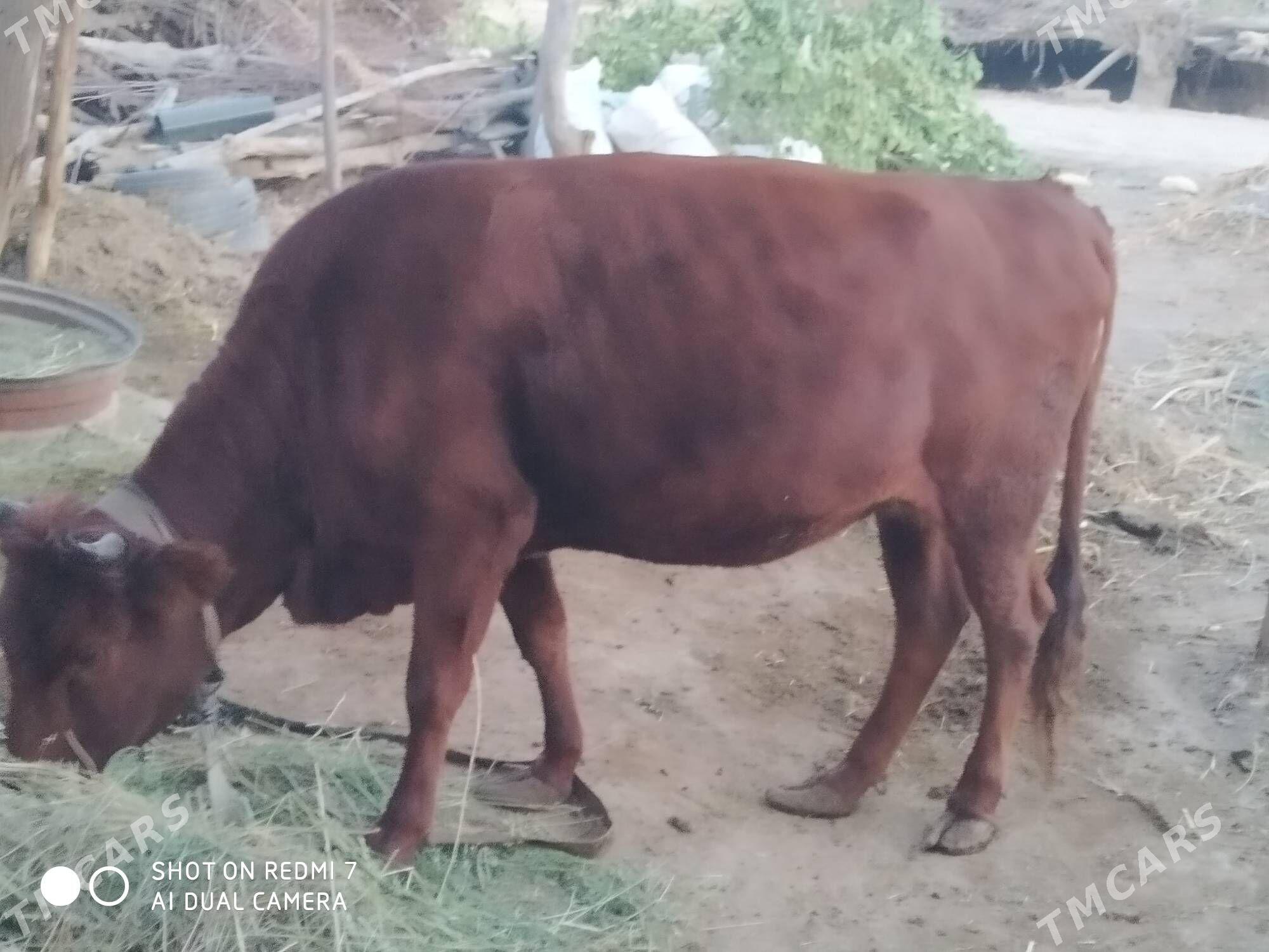 sygyr - Sakarçäge - img 1