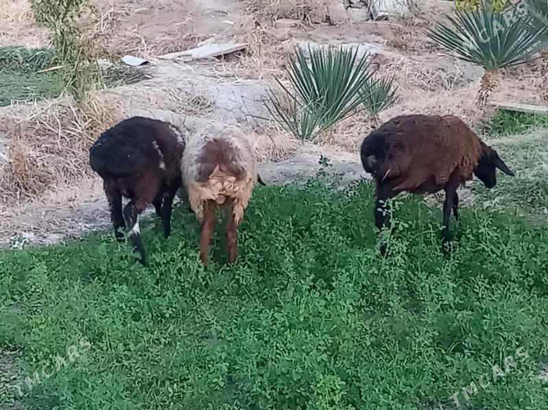 tokly - Векильбазар - img 3