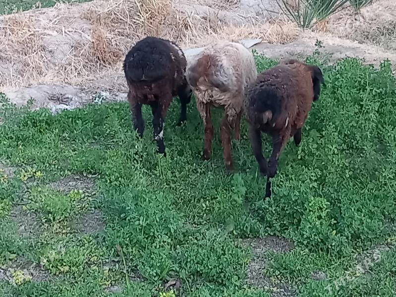 tokly - Векильбазар - img 7