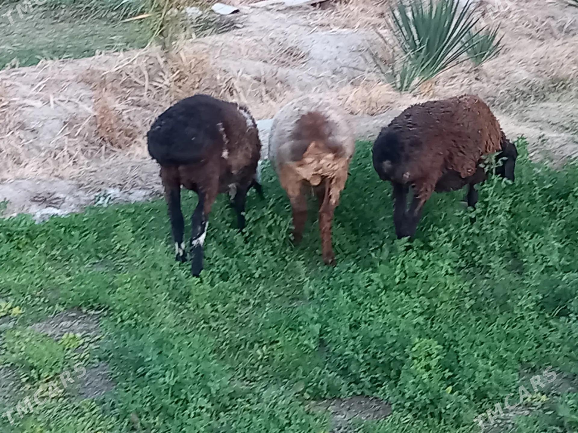 tokly - Векильбазар - img 4