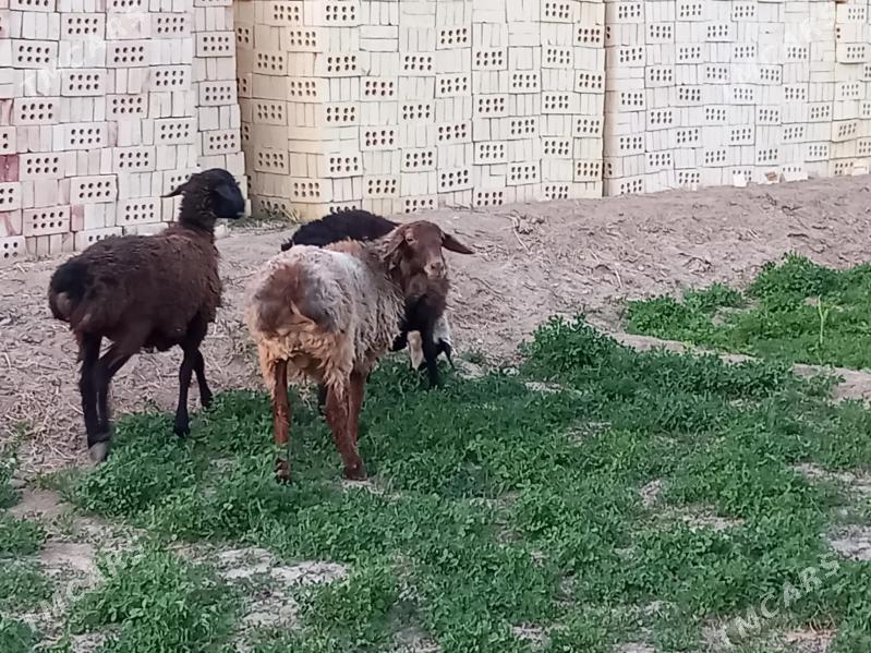 tokly - Векильбазар - img 5