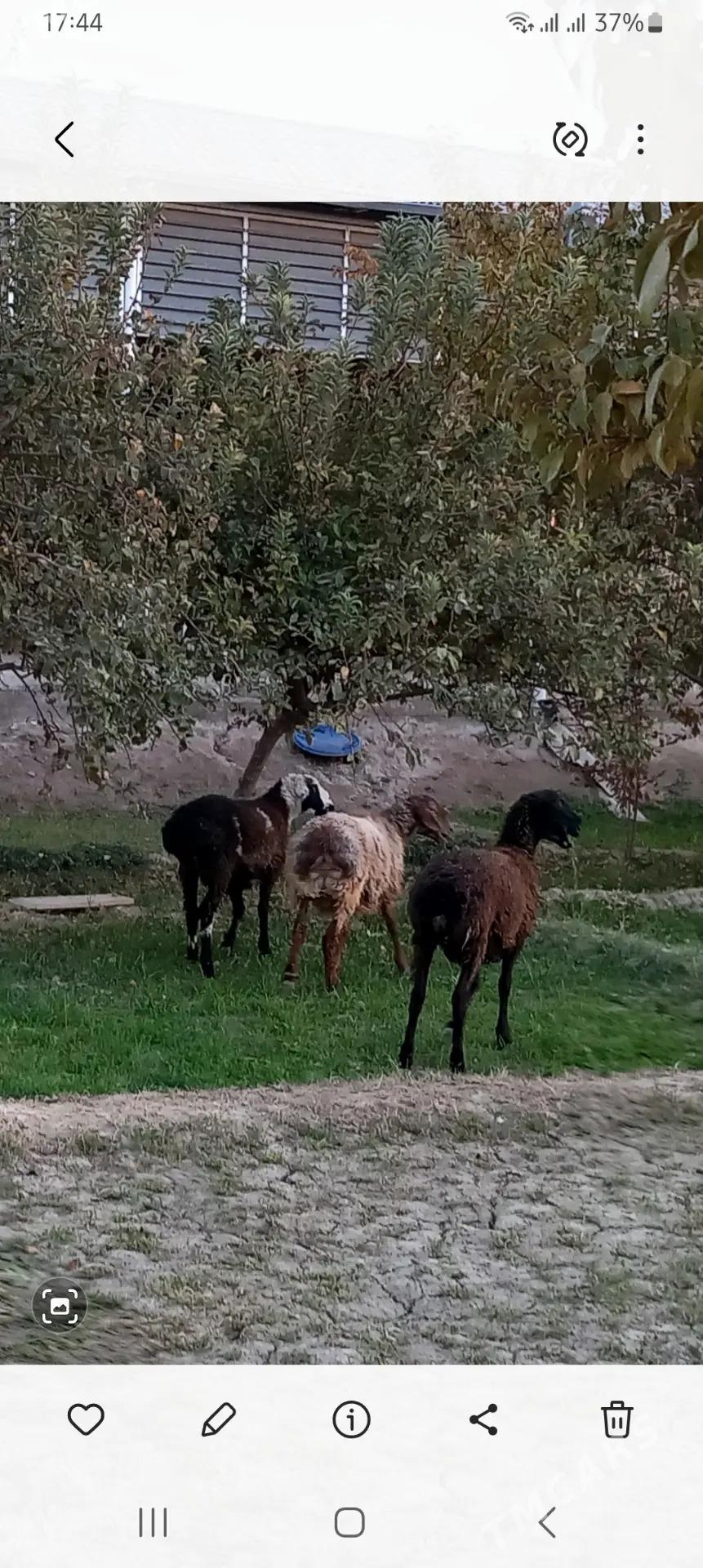 tokly - Векильбазар - img 6