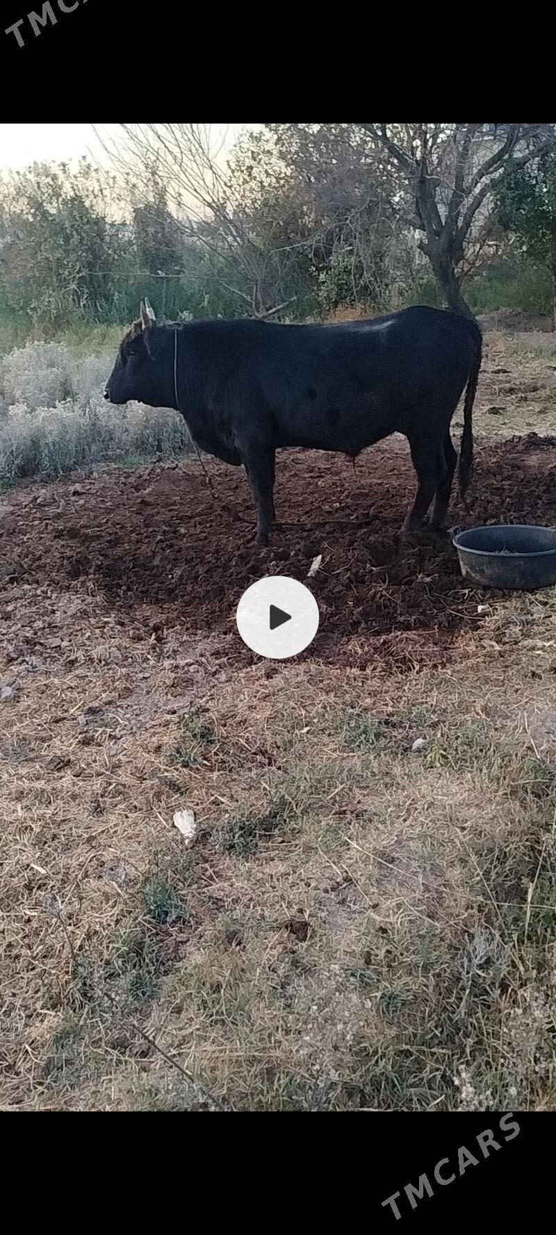 okuz indisgi - Фарап - img 4