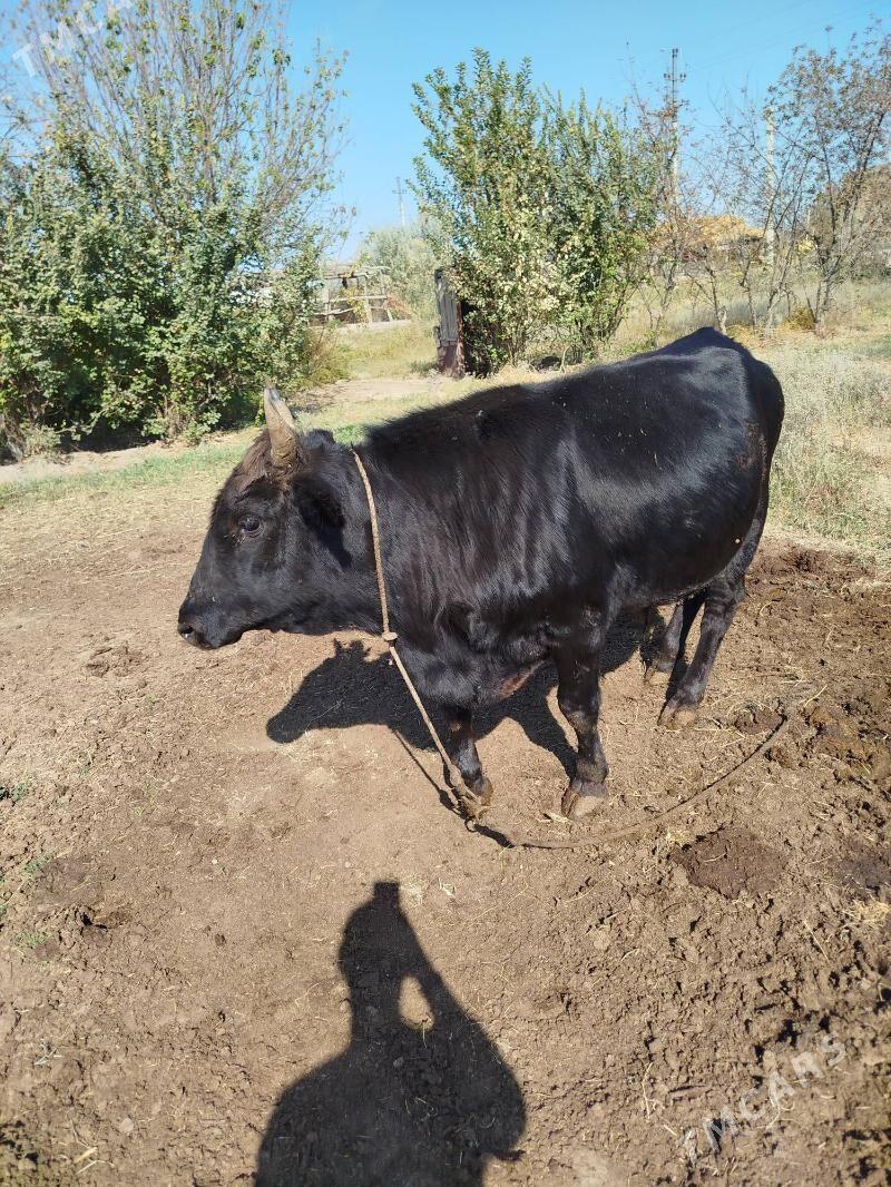 okuz indisgi - Фарап - img 2