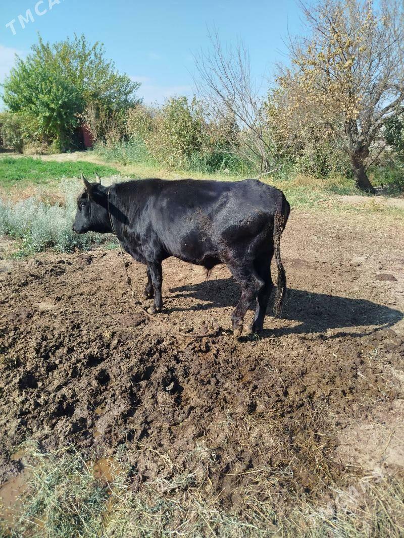 okuz indisgi - Фарап - img 3