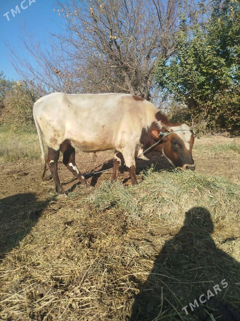 okuzler bile satylya - Фарап - img 4