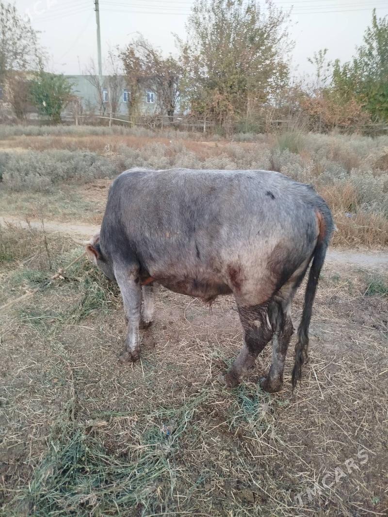 okuzler bile satylya - Фарап - img 3