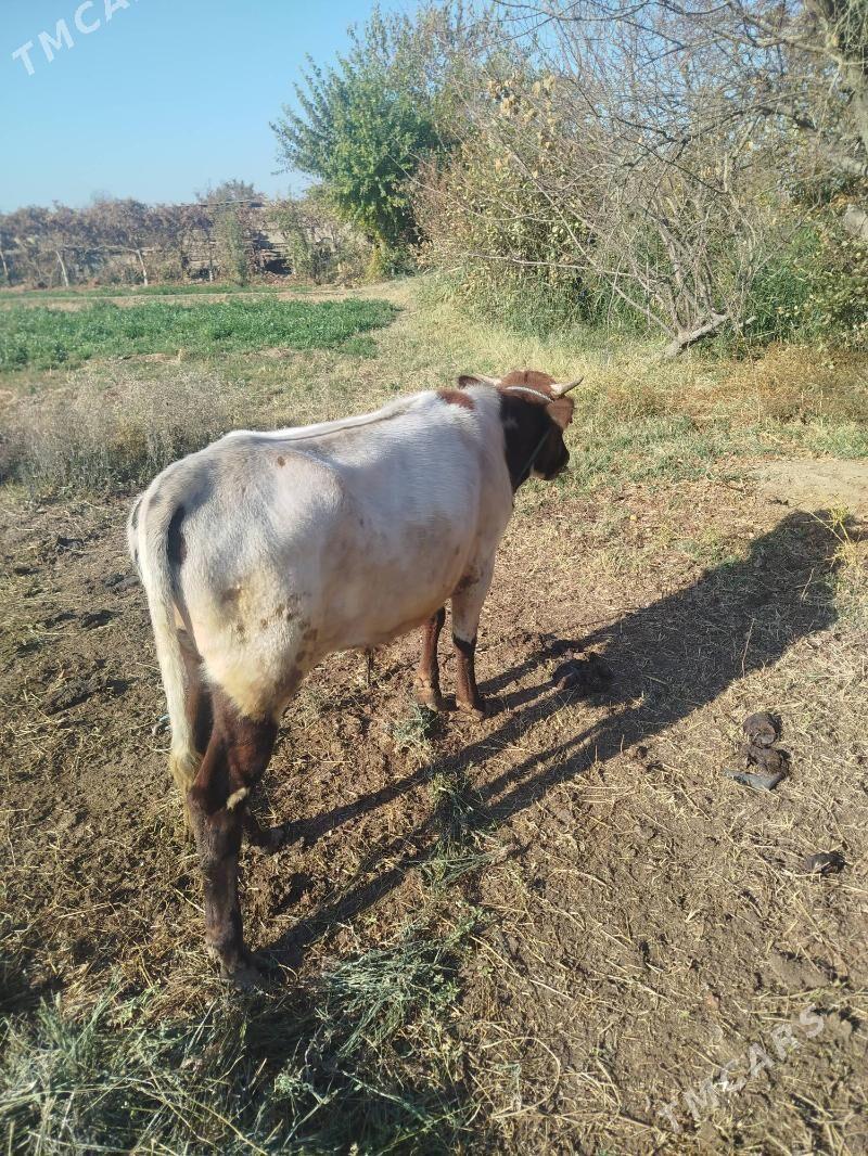 okuzler bile satylya - Фарап - img 5