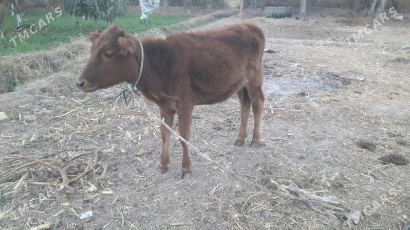 gunajynça - Çärjew - img 5