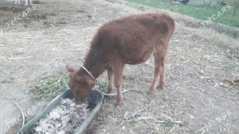 gunajynça - Çärjew - img 2