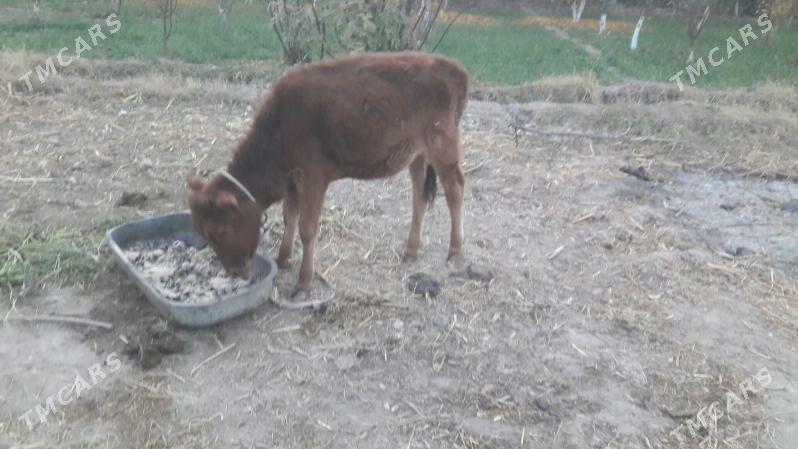 gunajynça - Çärjew - img 1