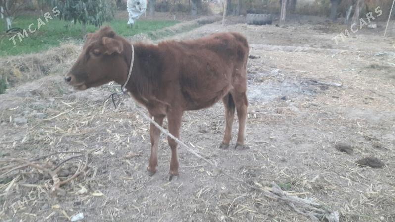 gunajynça - Çärjew - img 4