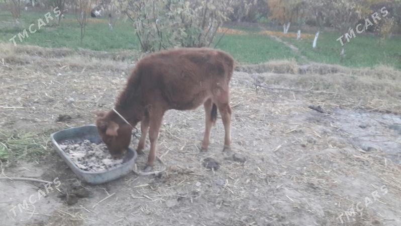 gunajynça - Çärjew - img 3