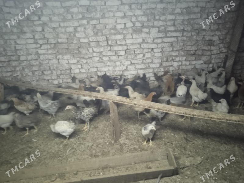 Gaz we towuk - Теджен - img 5